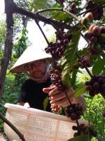 ベトナム　Future Coffee Farm　Winey-honey Toiさんロブスタ